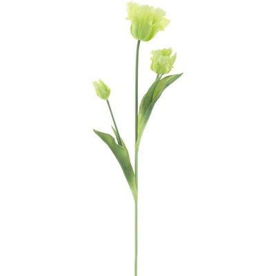 Tulipán papouškovitý Sally světle zelený 71 cm