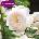 David Austin® Роза Desdemona - David Austin®