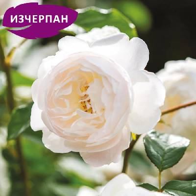 David Austin® Роза Desdemona - David Austin®