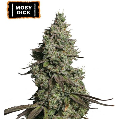 Seedstockers Moby Dick AUTO semena neobsahují THC 5 ks