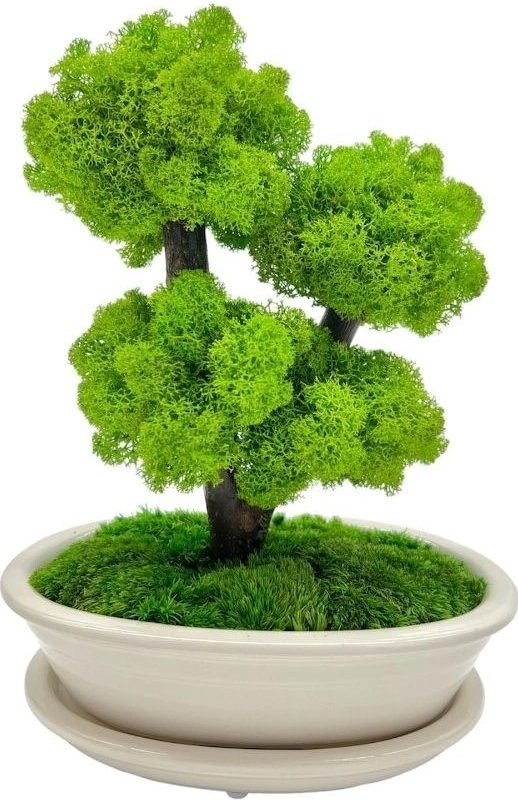 Bonsai Cedr, 40 cm