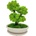 Bonsai Cedr, 40 cm