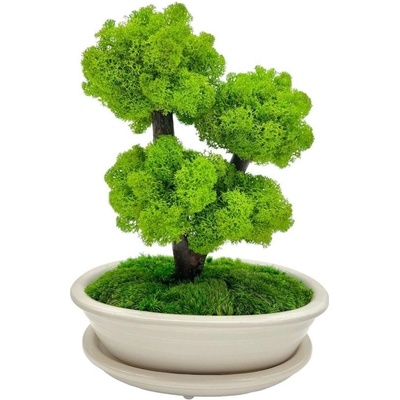 Bonsai Cedr, 40 cm