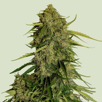 Royal Queen Seeds Atlas F1 semena neobsahují THC 10 ks