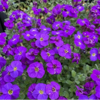 Aubrieta del. 'Cascade Blue' Velikost hrnku: 10,5cm – Hledejceny.cz