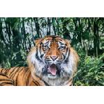 DIMEX ART Флизелинов фототапет суматрански тигър 375 x 250 см