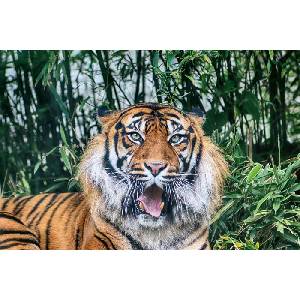 DIMEX ART Флизелинов фототапет суматрански тигър 375 x 250 см