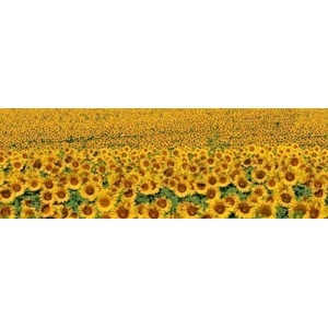 DIMEX ART Фототапет за кухня - редове със слънчогледи 180 x 60 см