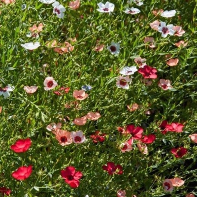 Len setý směs barev - Linum grandiflorum - semena lnu - 180 ks