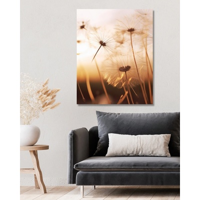 ZUTY Obrazy na stenu - Kvitnúce púpavy Rámovanie: vypnuté plátno na rám, Rozmer: 40x50 cm