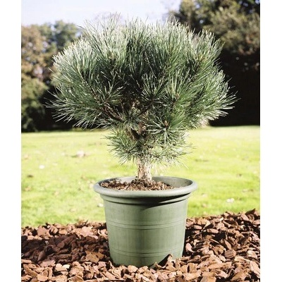 Borovica lesná FloraSelf Pinus sylvestris 'Watereri' 25-30 cm kvetináč 3,7 l