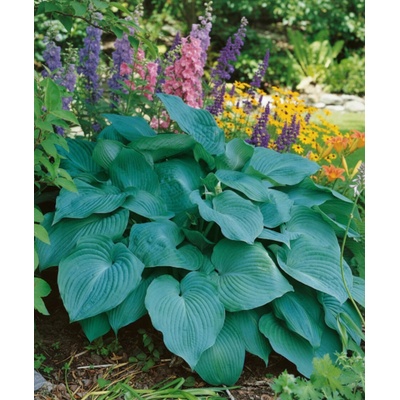 Funkia 'Blue Angel' 1 ks