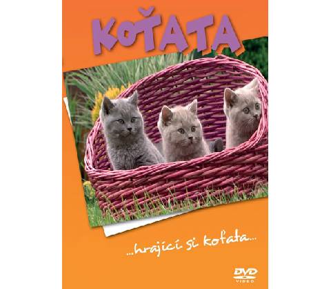 Koťata DVD