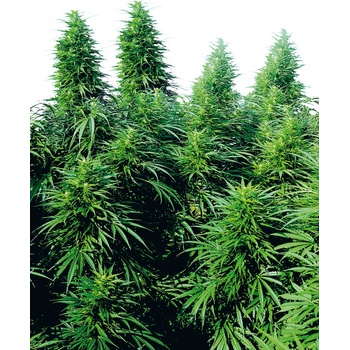 Sensi Seeds Ruderalis Skunk regular semena neobsahují THC 10 ks