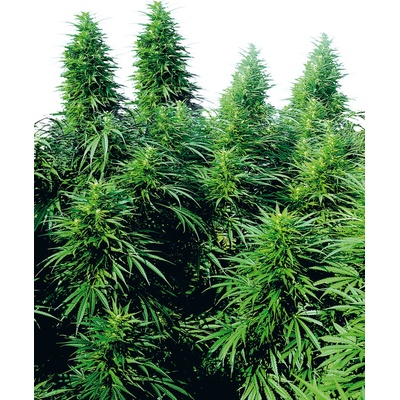 Sensi Seeds Ruderalis Skunk regular semena neobsahují THC 10 ks