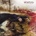 HEXVESSEL: WHEN WE ARE DEATH LP