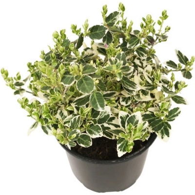 Brslen Fortuneův bíle panašovaný FloraSelf Euonymus fortunei 'Emerald Gaiety' květináč Ø 13 cm