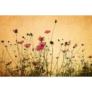 DIMEX ART Флизелинов фототапет цветя върху хартия 375 x 250 см