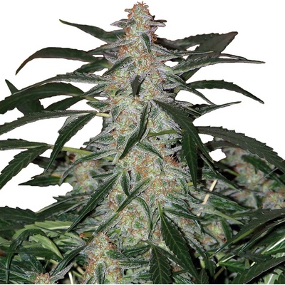 Buddha Seeds Deimos AUTO semena neobsahují THC 10 ks