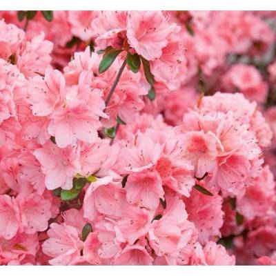 Azalea (J) 'Blaauw's Pink' 20-30 C3L