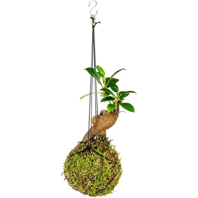 Gardners Kokedama Ficus Microcarpa Ginseng (S) Fíkovník drobnoplodý 1 ks