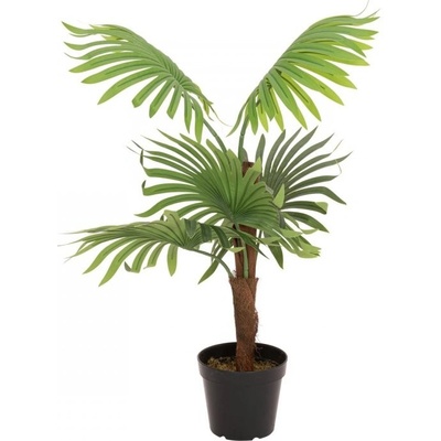 Vějířová palma, 88 cm