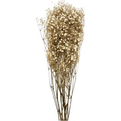 Gypsophila BIELENA väčšie kvietky/zv