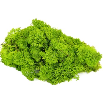 Lišajník