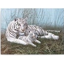 Malování podle čísel Bílý tygr s mládětem