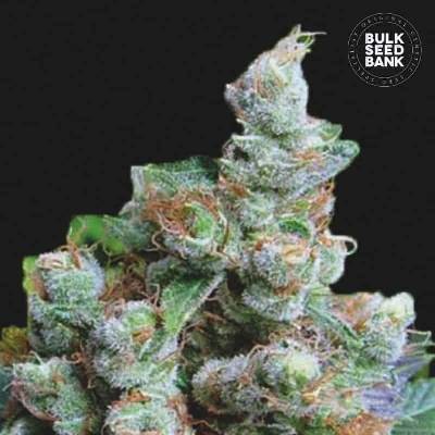 Bulk Seed Bank NBA Diesel semena neobsahují THC 10 ks