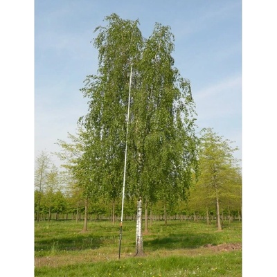 Breza previsnutá na kmienku 300-400 cm, obvod kmeňa 8-10cm, kont. 30 l