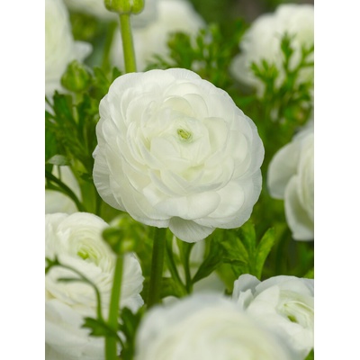 Iskerník 'Ranunculus white' 3 ks