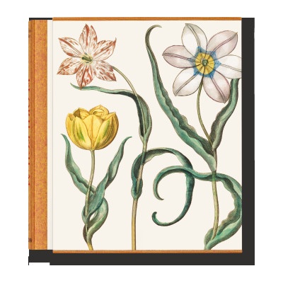 Besler. The Garden at Eichstätt | Littger, Klaus Walter, Werner Dressendörfer