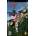 Sony ATV Offroad Fury Blazin' Trails (PSP)