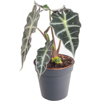 Alokázie, Alocasia polly, průměr květináče 12 cm