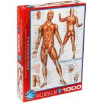 EUROGRAPHICS Пъзел Eurographics от 1000 части - Мускулна система (60002015)