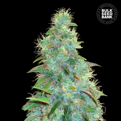 Bulk Seed Bank AUTO Sweet Tooth semena neobsahují THC 10 ks