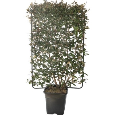 Hlošina Ebbingeova na špalíru FloraSelf Elaeagnus ebbingei 'Compacta' výška 120 cm šířka 80 cm květináč 30 l
