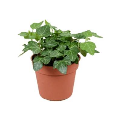 Hedera helix wonder hanger green 8,5x10 cm