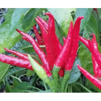 Chilli paprička Piri Piri