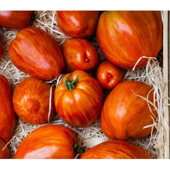 Paradajka - Tigerella - Solanum lycopersicum - Semená rajčiaka - 6 ks