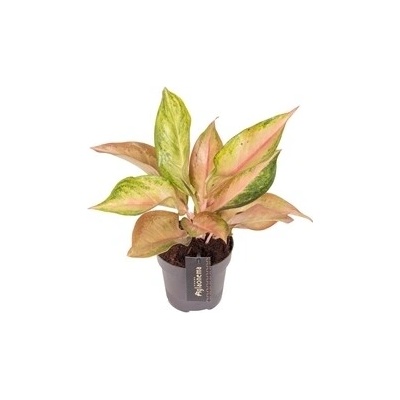 Gardners Aglaonema Guave Pink, průměr 12 cm Aglaonema, Spící panna