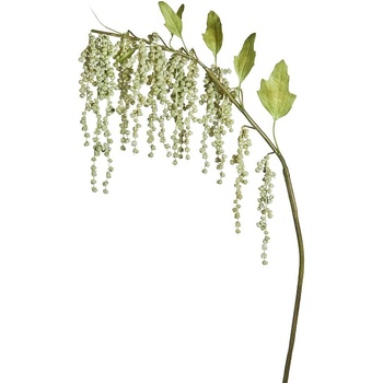 Amaranthus