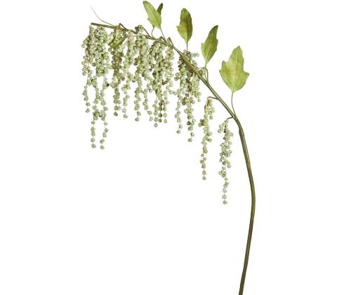 Amaranthus