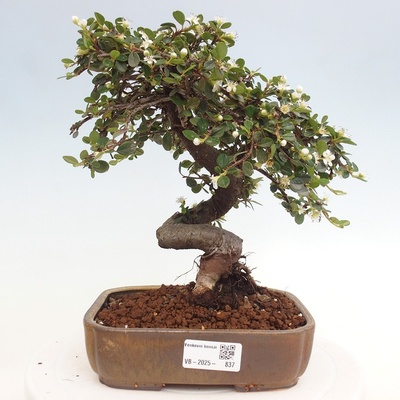 e-bonsai Venkovní bonsai-Cotoneaster dammeri - Skalník Damerův