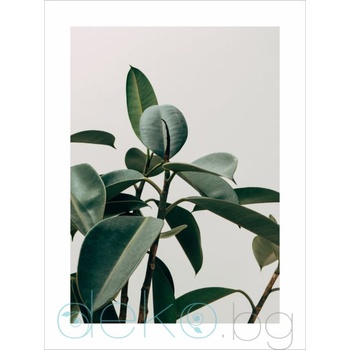 Image 1 of Принт Фикус (Print121)