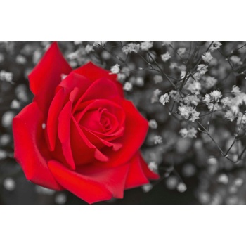 DIMEX ART s. r. o Флизелинов фототапет червена роза, черно-бяла 375 x 250 см