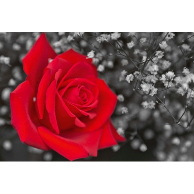 DIMEX ART Флизелинов фототапет червена роза, черно-бяла 375 x 250 см