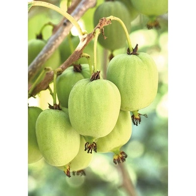 Kivi BIO 'Issai' samoopelivé FloraSelf Bio výška 30-40 cm kvetináč 2 l