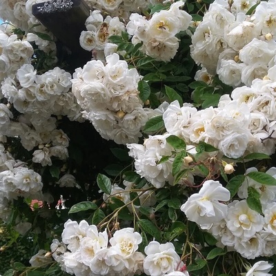 Tantau® Катерлива Роза Uetersener Klosterrose® (Уетерзенер Клостеррозе)
